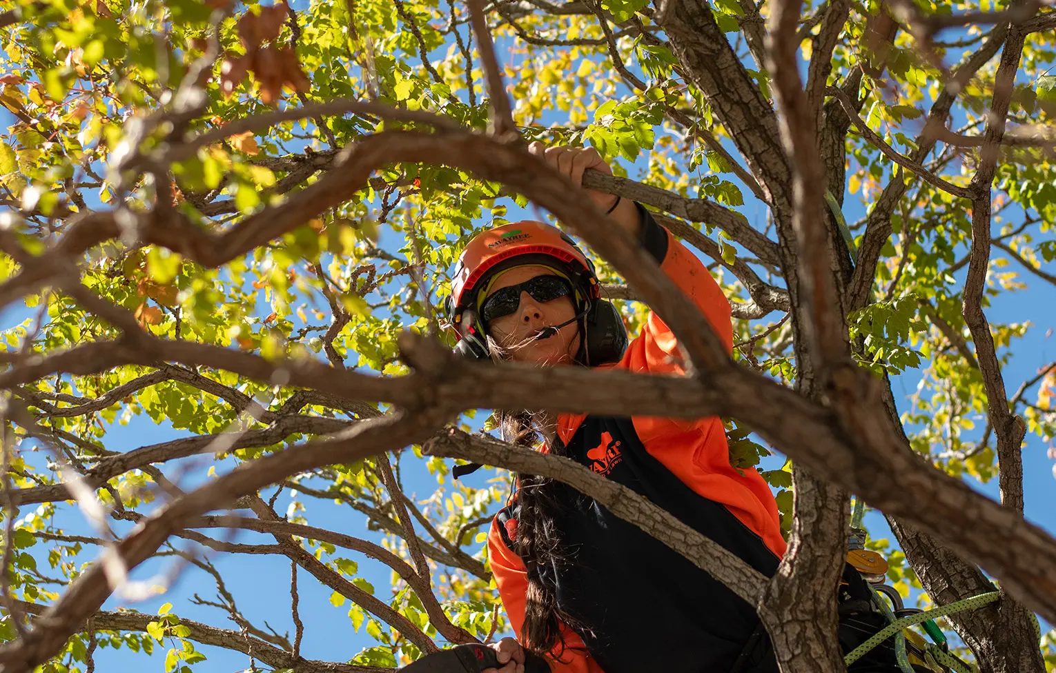 Arborist