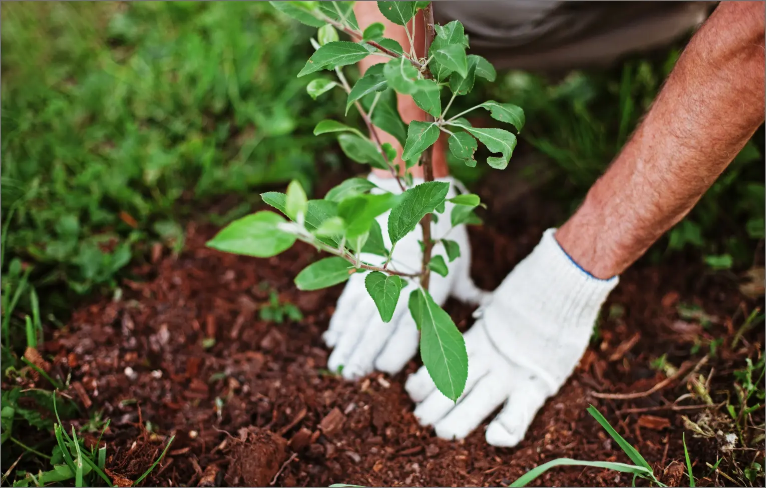 General Tree Care